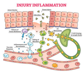 Sticker - Injury inflammation as body response process in educational outline diagram