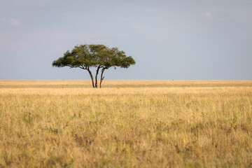 Wall Mural - Beautiful single tree in landscape during safari in Serengeti National Park of Tanzania. Wilde nature of Africa