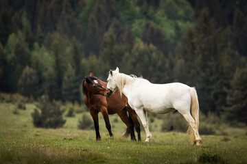 Beautiful two horses playing on a green landscape with fir trees in background. Comanesti, Romania.