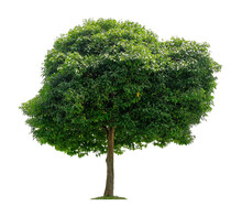 Beautiful Tree Isolated On White Background. Suitable For Use In Architectural Design Or Decoration Work.