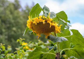 Yellow Sunflower flowers closeup in summer garden against green and blue sky background