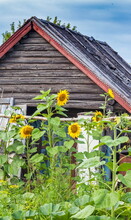 Yellow Sunflower Flowers In The Garden In Summer Against The Background Of An Old Wooden Log House