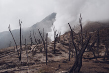 Dead Burnt Forest Landscape