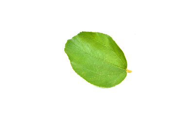 Wall Mural - green leaf isolated on white