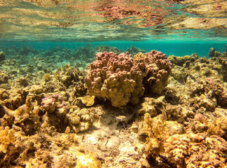 Poster - Récif de corail du lagon de Maupiti, Polynésie française