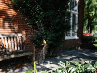 Big spider on the net with Dutch house in the background