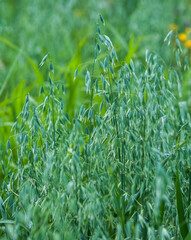 Oat shoots and unripe grains in summer on a green background