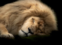 Portrait Of A Sleeping Male White Lion