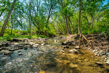 Forest stream