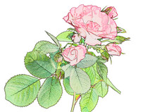 Digital Floral Tracery Drawing Of Luxurious Roses On A White Background