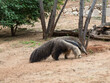 giant anteater walks in the zoo