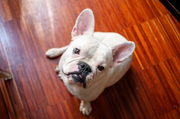 Wall Mural - White French Bulldog is sitting on hardwood floor. Indoor shot of beautiful white frenchie sitting. Obedient dog, pet in household