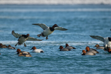 Wall Mural - ducks about to land on water.