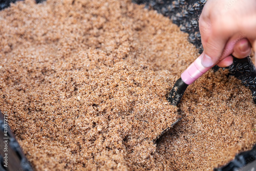 wet organic substrate, wooden chips background for mushroom cultivation
