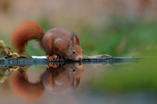 Eurasian Red Squirrel (Sciurus Vulgaris) Drinking In Winter In The Forest In Overijssel In The Netherlands. 