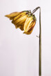 Small single yellow wilting flower