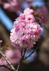 Canvas Print - Sakura. Blossomed Japanese cherry trees