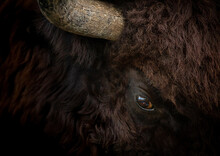 Bull Portrait Closeup. American Buffalo Head. Eye Of Huge Bison.