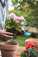 Planting geranium plant into terracotta flower pot. Woman gardening in spring