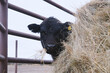 Black angus calf hiding behind hay while eating on beef farm.