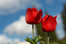 Background For Postcards For May 9, Victory Day, As Well As Memorial Day. Two Red Flowers Against A Peaceful Sky. Place For Your Design.Copy Space