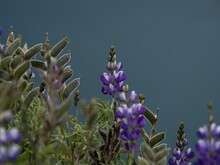 Closeup Detail Of Purple Blue Andean Mountain Flower Plant Lupin Chocho Lupinus Mutabilis Quilotoa Ecuador South America