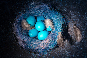 Easter eggs in nest painted in blue color on dark background