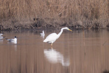 White Bird Fishing On The Swamp.The Great Egret (Ardea Alba), Also Known As The Common Egret Or Great White Hilton. Builds Tree Nests In Colonies Close To Water.