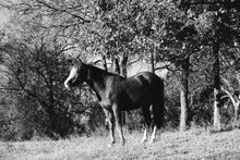 Alert Horse On Farm Hill With Trees As Background In Black And White.
