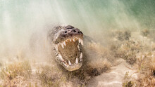 American Saltwater Crocodile Above Sandy Seabed On The Atoll Of Chinchorro Banks, Low Angle View, Xcalak, Quintana Roo, Mexico