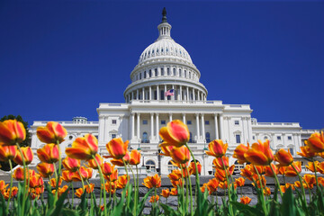 Wall Mural - USA, Washington DC. Tulips bloom in front of Capitol Building.