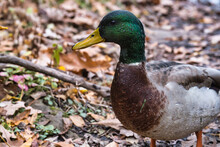A Wet Mallard Duck In Autumn