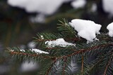Fototapeta Tęcza - snieg na gałązce