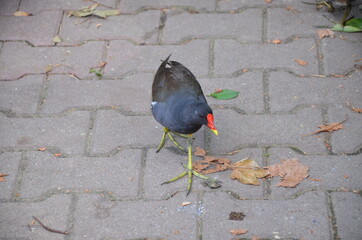 Poster - Bird in Frankfurt am Main zoo, Germany