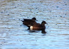 Two Ducks In Water