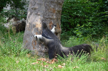 Poster - Frankfut am Main zoo, Germany