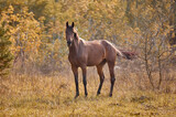 Fototapeta Konie - Young bay horse frolicking on the loose