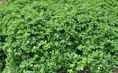 In the spring field young alfalfa grows