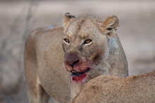 A Female Lion With Blood On Her Face After Feeding On A Kill On A Safari In South Africa