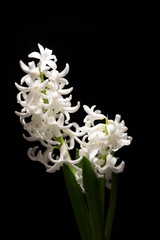 white and blue hyacinths flowers bloomed on black background with place for text isolate