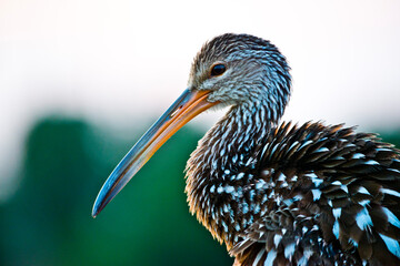 Wall Mural - USA, Florida, Sarasota, Celery Fields, Limpkin, on Boardwalk Railing