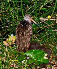 Wall Mural - USA, Florida, Sarasota, Celery Fields, Limpkin babies and adult at nest