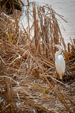 Great Egret Foraging In The Tall Reeds, Skagit Valley, Washington.  Populations Were Decimated By Plume Hunters In Late 1800s, Recovered Rapidly With Protection Early In 20th Century.
