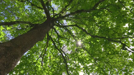Fototapete - Lush green tree in the middle of summer. Sun breaks through the foliage of tropical tree, bottom up view. Shade on a hot day. Green nature landscape