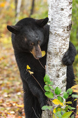 Wall Mural - black bear (ursus americanus) hugs tree chewing on leaf and twig autumn