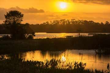 Poster - USA, Florida, Orlando Wetlands Park. Sunrise on lake and forest.