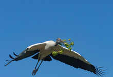 Wood Storks Carrying Nesting Materials, Florida Rookery.