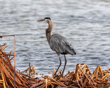 A Great Blue Heron, Standing On Reeds Near The Water, Majestic