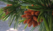 Cluster Of Fir Cones Panorama - A Panoramic Close-up View Of A Sunlit Cluster Of Fir Cones Encompassed With Needles With A Echoing Cone Cluster In The Background