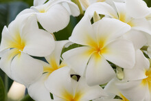 Plumeria A Genus Of Flowering Plants In The Dogbane Family, Apocynaceae, Maui, Hawaii.